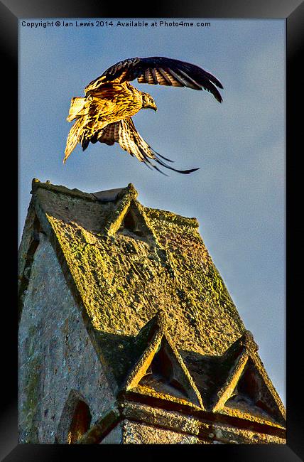 Red Kite Rising Framed Print by Ian Lewis
