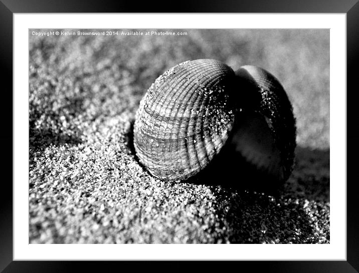 Cockle Shell Framed Mounted Print by Kelvin Brownsword