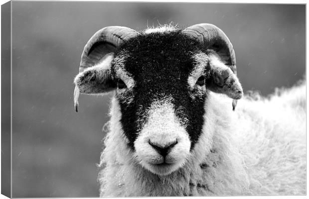 Angry Sheep Canvas Print by Kelvin Brownsword