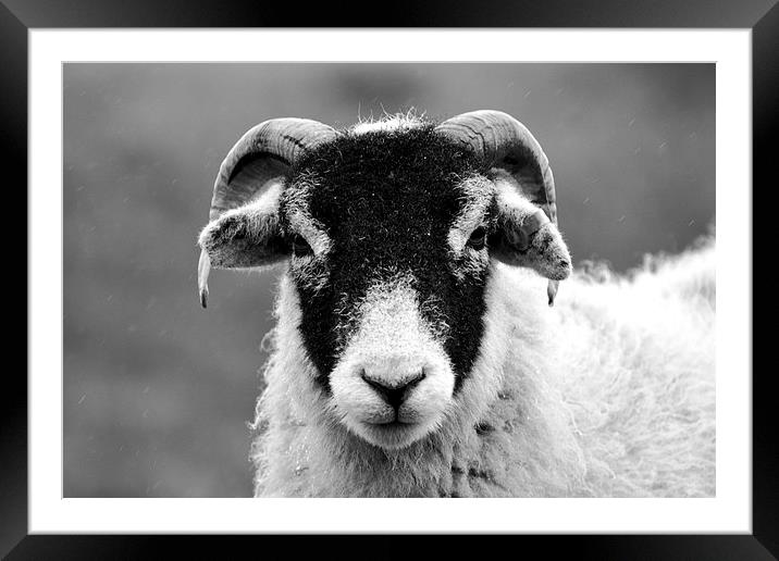 Angry Sheep Framed Mounted Print by Kelvin Brownsword