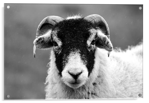 Angry Sheep Acrylic by Kelvin Brownsword
