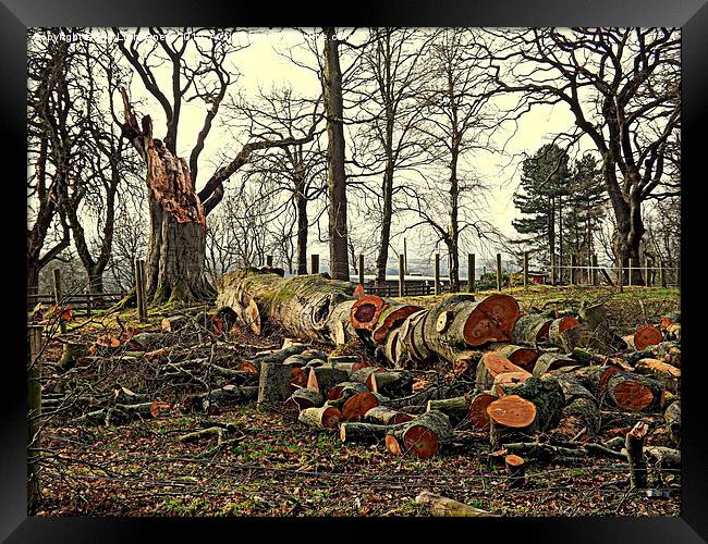 The Fallen Oak Tree Framed Print by Bill Lighterness