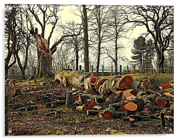 The Fallen Oak Tree Acrylic by Bill Lighterness