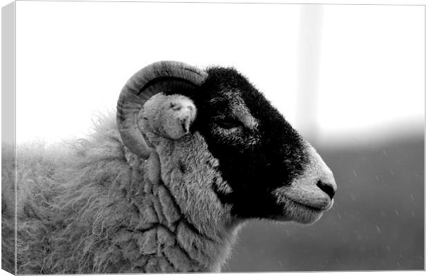 Sheep profile Canvas Print by Kelvin Brownsword
