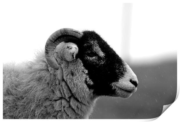 Sheep profile Print by Kelvin Brownsword