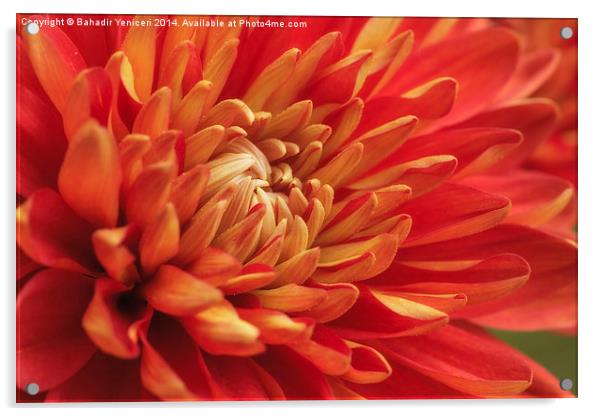 Chrysanthemums Flower Acrylic by Bahadir Yeniceri