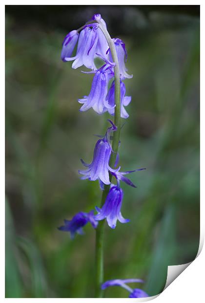 Bluebells Print by Dave Holt