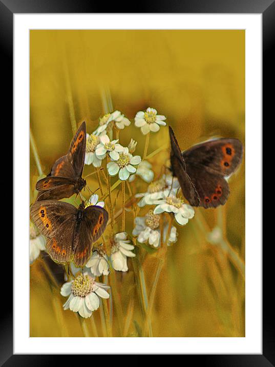 Scotch Argus Butterflies Framed Mounted Print by Jacqi Elmslie