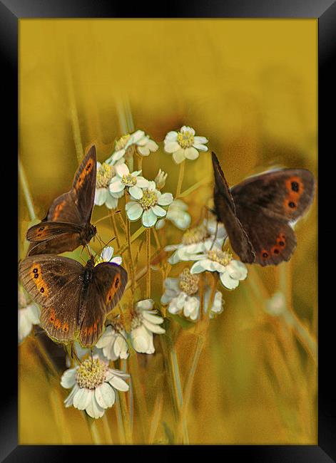 Scotch Argus Butterflies Framed Print by Jacqi Elmslie