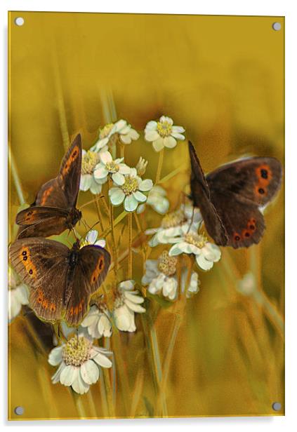Scotch Argus Butterflies Acrylic by Jacqi Elmslie