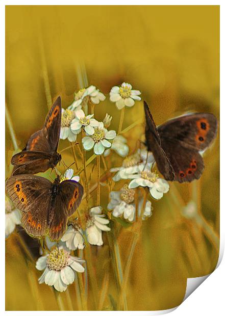 Scotch Argus Butterflies Print by Jacqi Elmslie