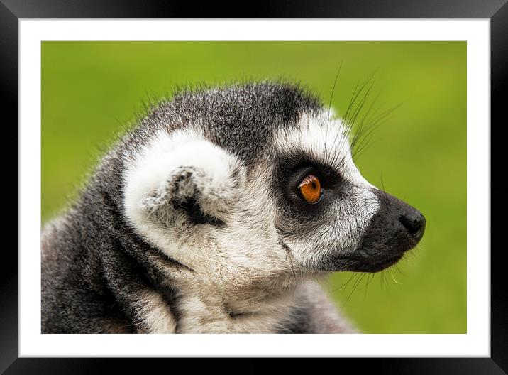 Close up of ring-tailed lemur Framed Mounted Print by Susan Sanger