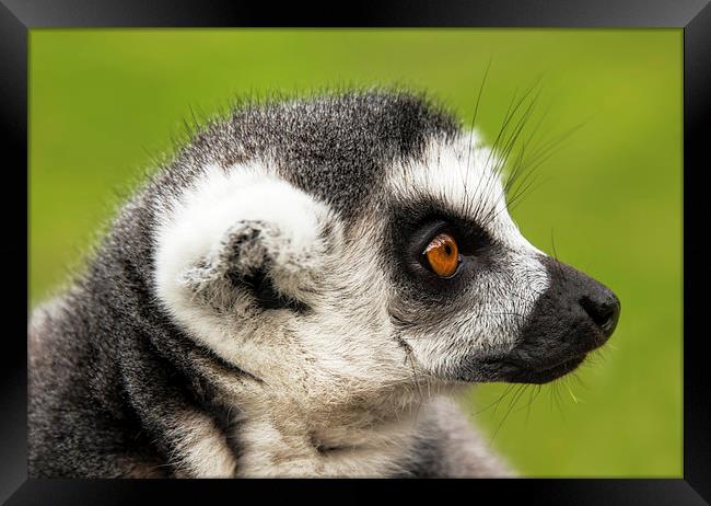 Close up of ring-tailed lemur Framed Print by Susan Sanger