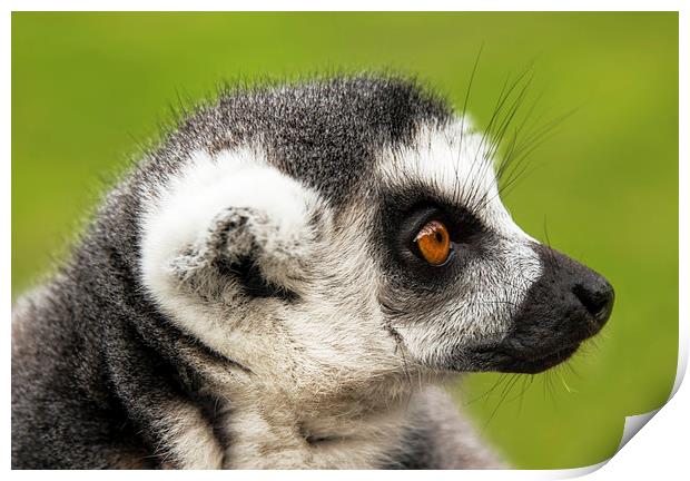 Close up of ring-tailed lemur Print by Susan Sanger