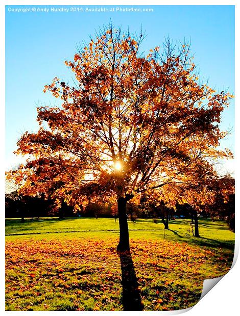 Autumn Tree Print by Andy Huntley