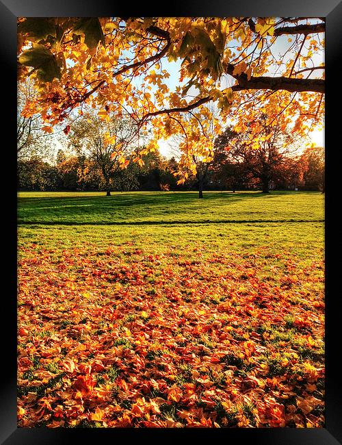 Autumn in the Park Framed Print by Andy Huntley