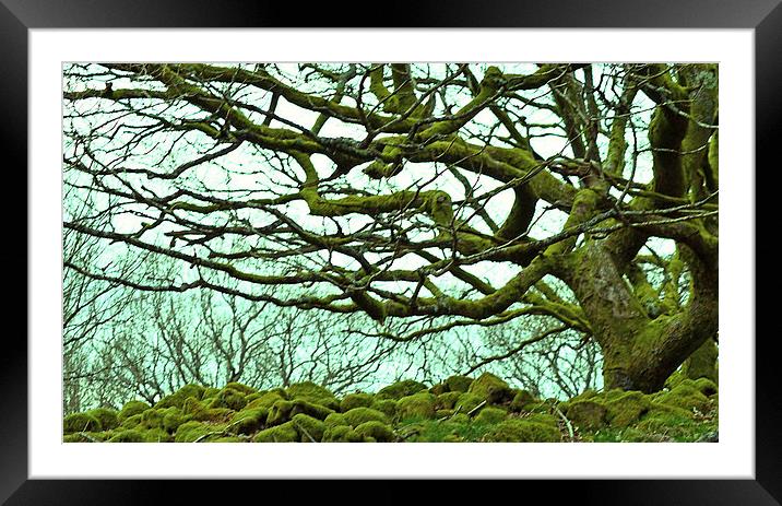 Reaching Tree Framed Mounted Print by Colin Davies