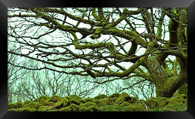 Reaching Tree Framed Print by Colin Davies