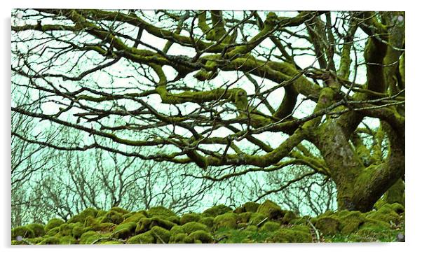 Reaching Tree Acrylic by Colin Davies