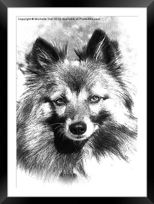 Black and White Finnish Spitz Framed Mounted Print by Michelle Orai