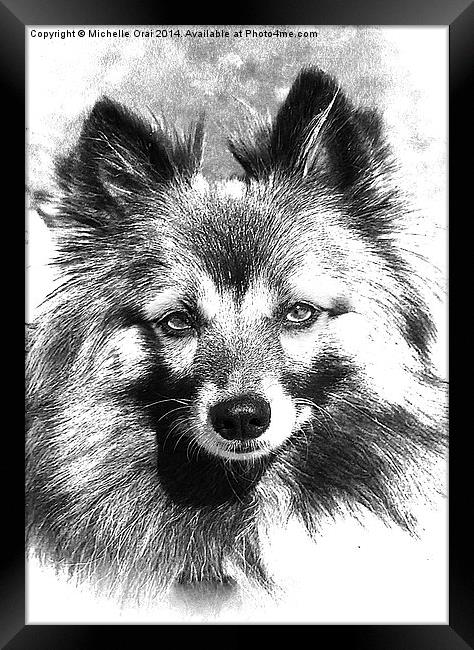Black and White Finnish Spitz Framed Print by Michelle Orai