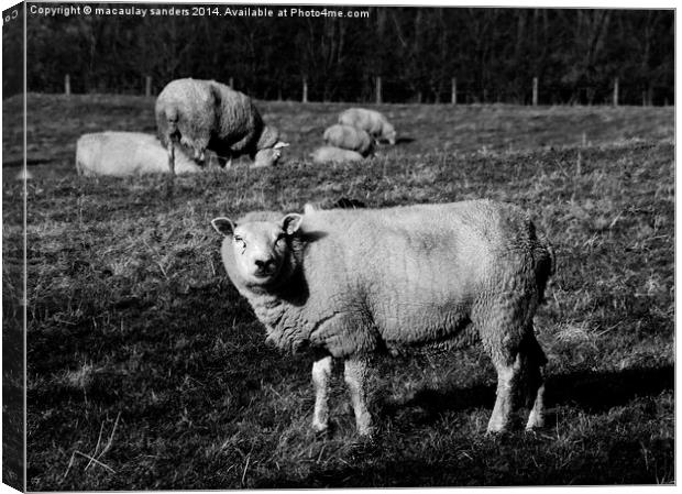 Sheep posing B&W Canvas Print by macaulay sanders