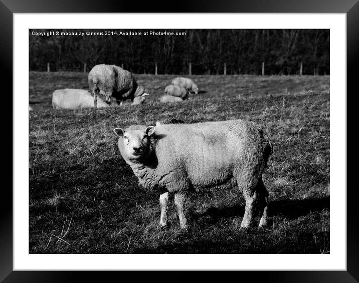 Sheep posing B&W Framed Mounted Print by macaulay sanders
