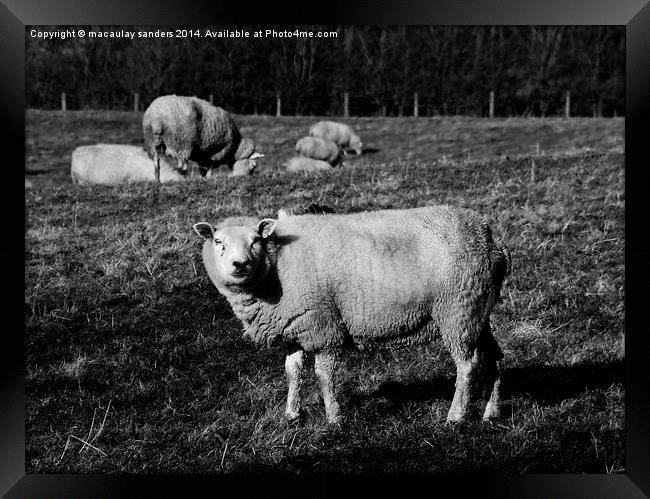 Sheep posing B&W Framed Print by macaulay sanders