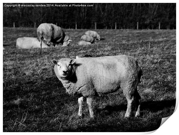 Sheep posing B&W Print by macaulay sanders