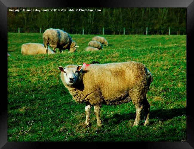 Sheep posing Framed Print by macaulay sanders