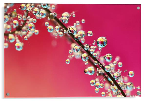 Smoking Pink Drops II Acrylic by Sharon Johnstone