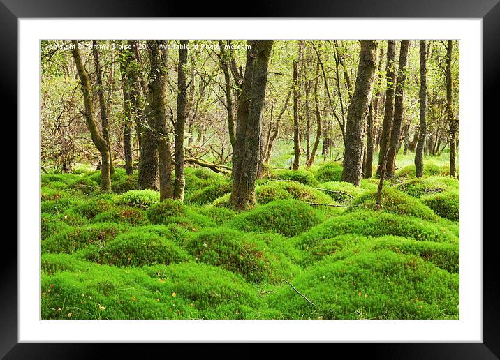 Evergreen Moss Wonderland Framed Mounted Print by Tommy Dickson