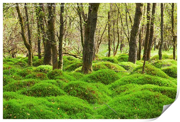 Evergreen Moss Wonderland Print by Tommy Dickson