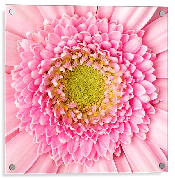 Pink Gerbera Acrylic by Rachael Drake