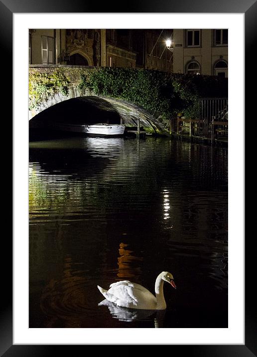 Swan In Bruges Framed Mounted Print by Malcolm Wood