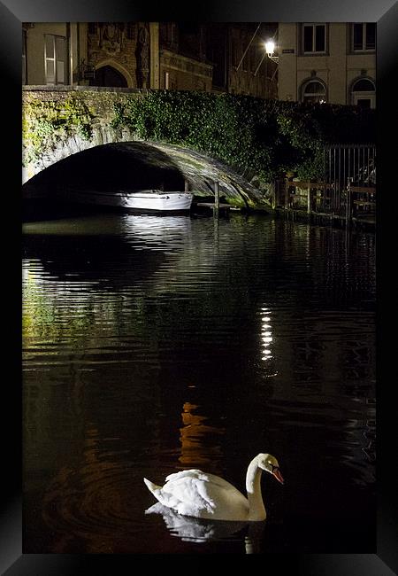 Swan In Bruges Framed Print by Malcolm Wood