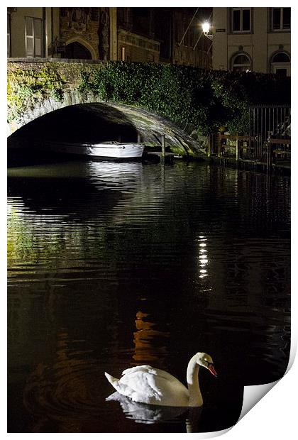 Swan In Bruges Print by Malcolm Wood