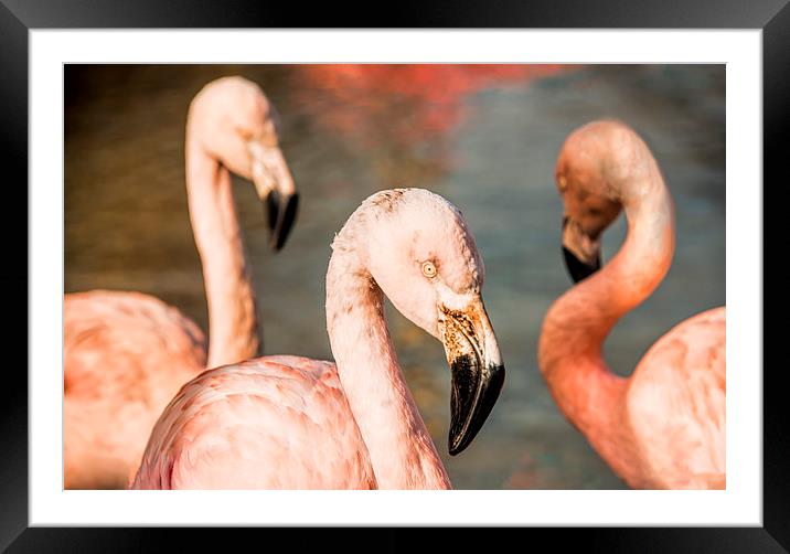 Pink Flamingos Framed Mounted Print by Susan Sanger