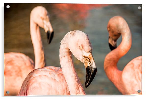 Pink Flamingos Acrylic by Susan Sanger