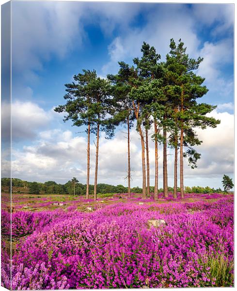 Summer Heather at Arne in Dorset Canvas Print by Helen Hotson