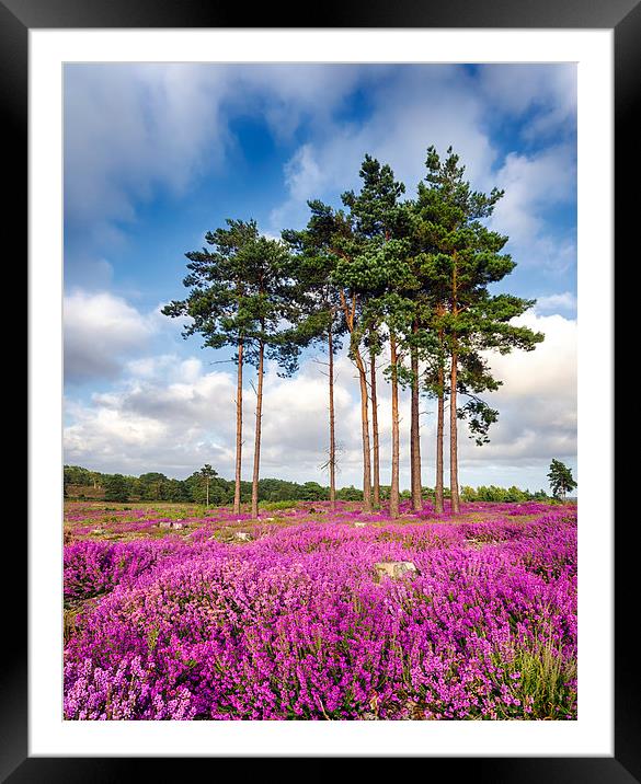 Summer Heather at Arne in Dorset Framed Mounted Print by Helen Hotson