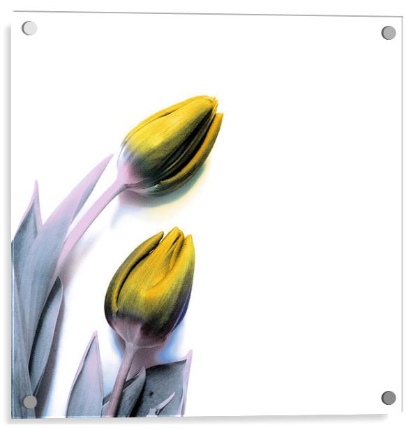 Tulips in yellow Acrylic by Simon Alesbrook