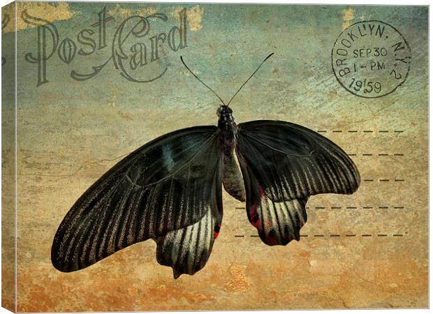 Brooklyn butterfly Canvas Print by Heather Newton