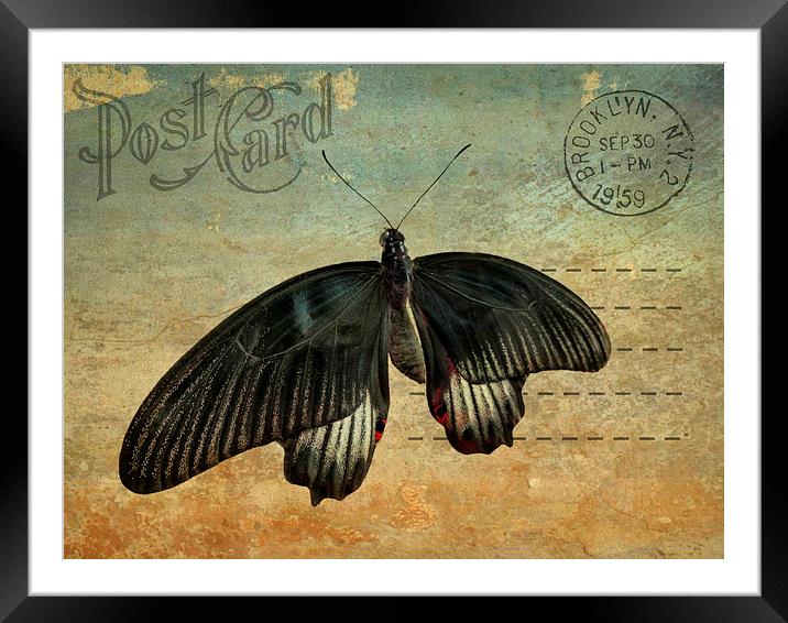 Brooklyn butterfly Framed Mounted Print by Heather Newton