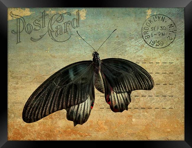 Brooklyn butterfly Framed Print by Heather Newton