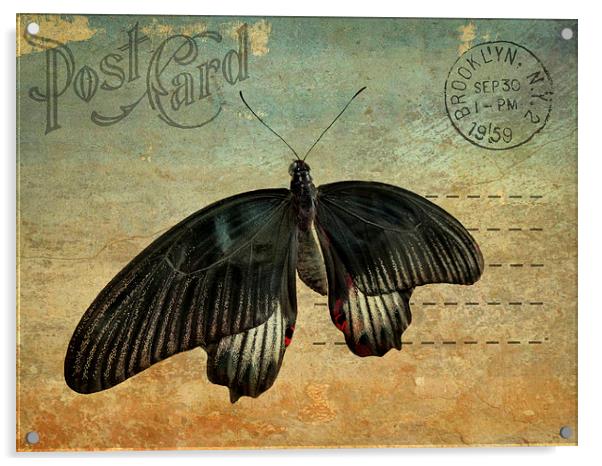 Brooklyn butterfly Acrylic by Heather Newton