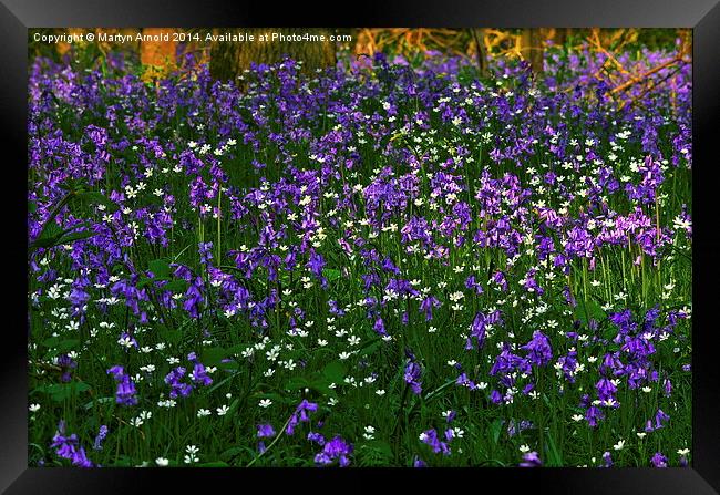 Bluebell Heaven Framed Print by Martyn Arnold