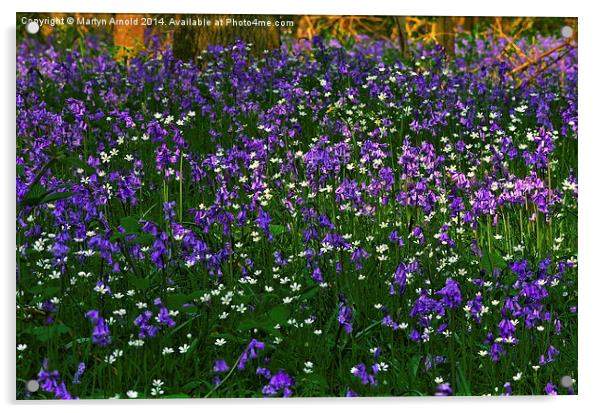 Bluebell Heaven Acrylic by Martyn Arnold