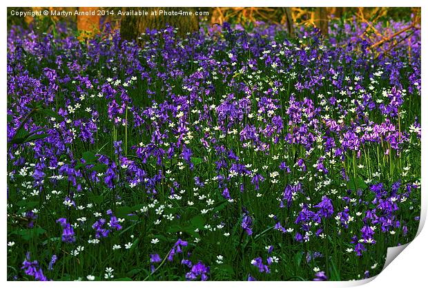 Bluebell Heaven Print by Martyn Arnold