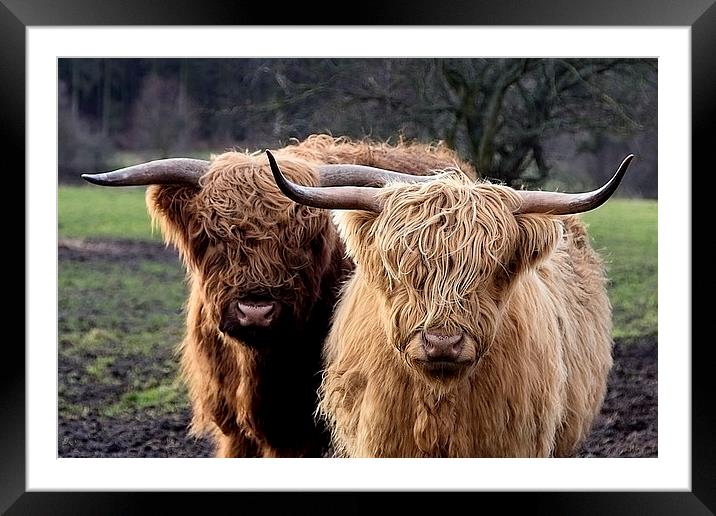 Highland Cows Framed Mounted Print by Northeast Images